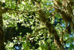 PICTURES/Ho Rainforest - Hall of Mosses/t_Delicate Canopy.JPG